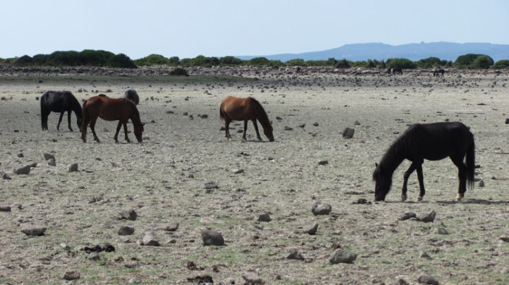 zobrazit detail snímku: Zdivočelí koně na Sardinii 