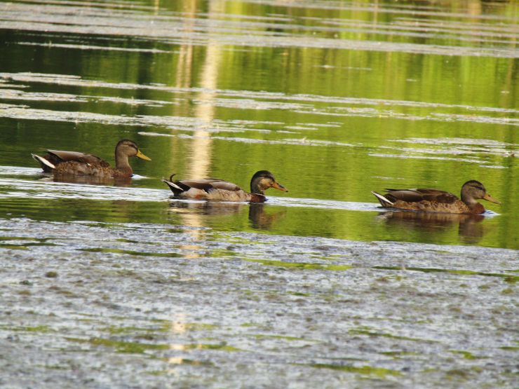 zobrazit detail snímku: Kachna transsexuál v hejnu kačerů v letním šatu