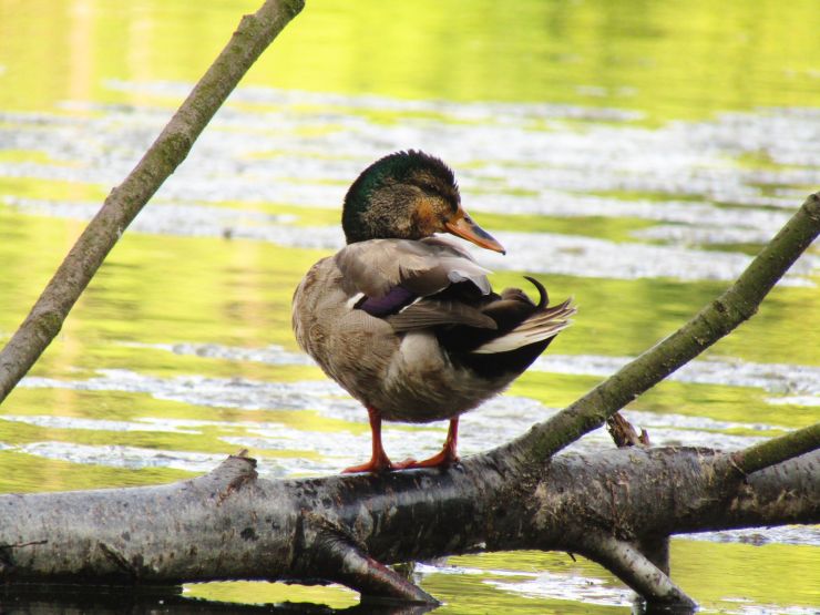 zobrazit detail snímku: Kachna transsexuál