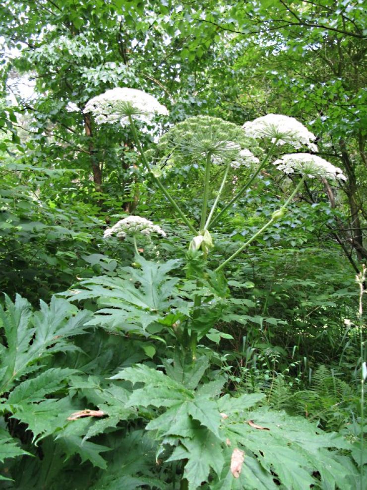 zobrazit detail snímku: Bolševník velkolepý