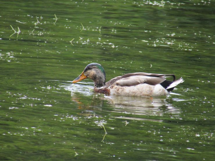 zobrazit detail snímku: Kachna transsexuál