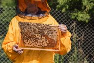 Kolik stojí údržba včel?: Chov včel je fascinující záliba, která…