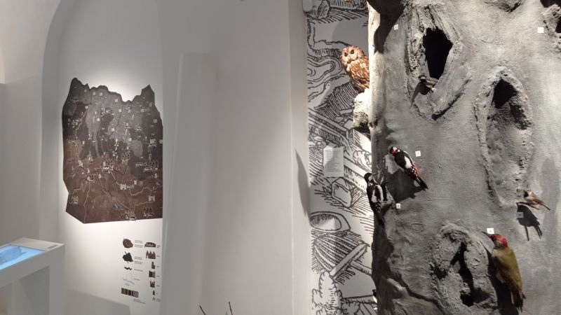 Strom s ptáky a stará mapa v Muzeu Krkonoš ve Vrchlabí - klikněte pro zobrazení detailu