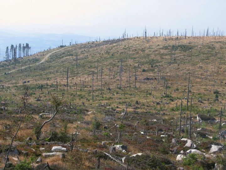 Holoseč a odstranění dřevní hmoty přináší problémy s obnovou lesa, vizitka lesníků kácejících hlava nehlava na částech Šumavy - klikněte pro zobrazení detailu