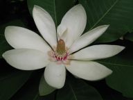 Nový druh - magnólie průhonická: Světově první křížení japonské Magnolia…