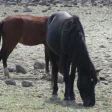 Zdivočelí koně na Sardinii - Z blízka