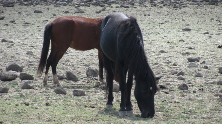 zobrazit detail snímku: Zdivočelí koně na Sardinii - Z blízka