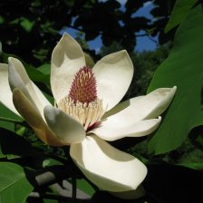 Květ Magnolia obovata