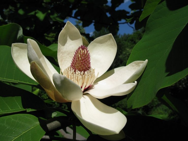zobrazit detail snímku: Květ Magnolia obovata