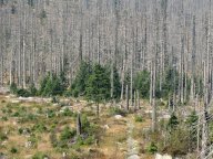 Měnící se lesy a kůrovcové kalamity: Zdravý český les má různorodou věkovou…