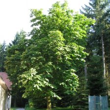 Magnólie průhonická