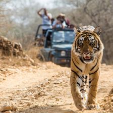 Tygr v Corbett National Park