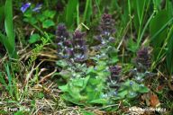 Poznej hluchavkovité rostliny Poznej hluchavkovité rostliny