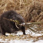 Zimní život bobra
