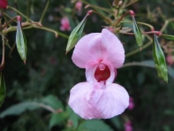 Netýkavka žlaznatá - klikněte pro zobrazení detailu