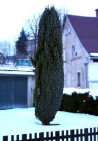 Jalovec obecný - Juniperus communis L.: Stálezelený, pomalu rostoucí  keř, který se…