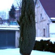 Jalovec obecný