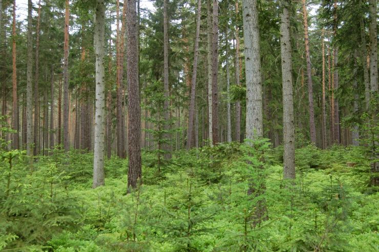 zobrazit detail snímku: Jedlový les