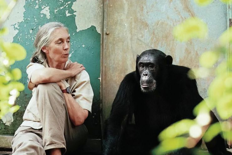 zobrazit detail snímku: Jane Goodallová
