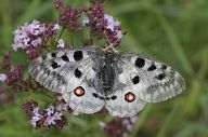 Jasoň červenooký - Parnassius apollo: Jeden z nejkrásnějších denních motýlů, které…