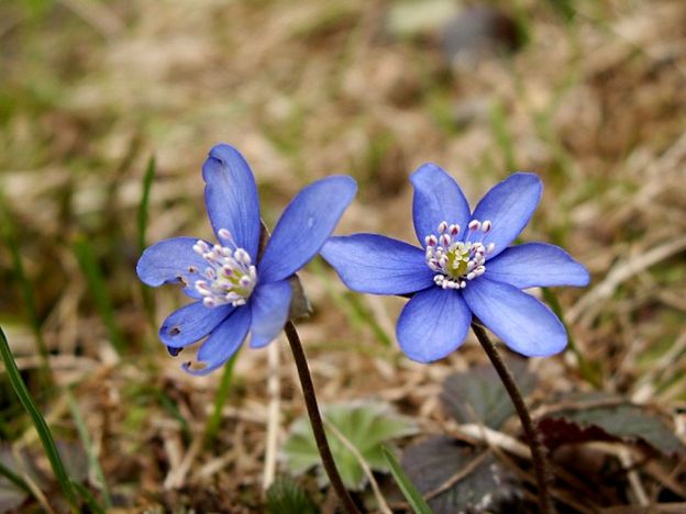 stáhnout tapetu: Jaterník podléška