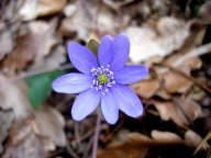 Jaterník podléška - Hepatica nobilis: Podléška, lidově podlíska, se jmenuje podle toho…