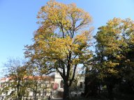 Seznamte se s památnými stromy Prahy – tak se jmenuje výstava o zelených velikánech hlavního města  : Památné stromy mohou být cílem nejrůznějších…