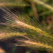 GMO na poli v Česku: U Olomouce se testuje odolný ječmen, který může zajistit potravinovou bezpečnosta změnit zemědělství