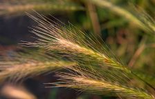 GMO na poli v Česku: U Olomouce se testuje odolný ječmen, který může zajistit potravinovou bezpečnost a změnit zemědělství