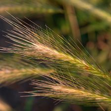 GMO na poli v Česku: U Olomouce se testuje odolný ječmen, který může zajistit potravinovou bezpečnosta změnit zemědělství