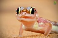 Zvířata z dokumentu Jeden dne v divočině Zvířata z dokumentu Jeden dne v divočině