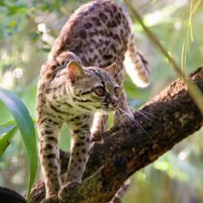 Ocelot velký