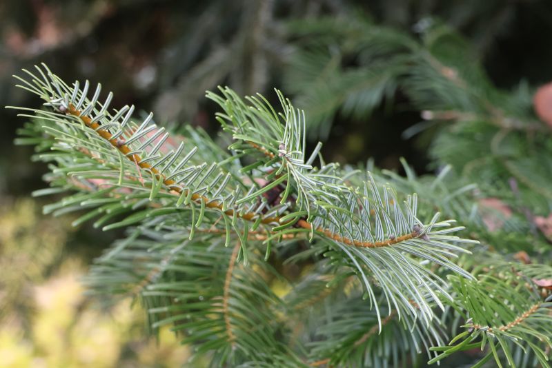 jedle - klikněte pro zobrazení detailu jedle - klikněte pro zobrazení detailu