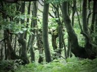 Národní park Poloniny, aneb zpráva z konce světa: Prázdninová dovolená? Šumění slaného vzduchu…