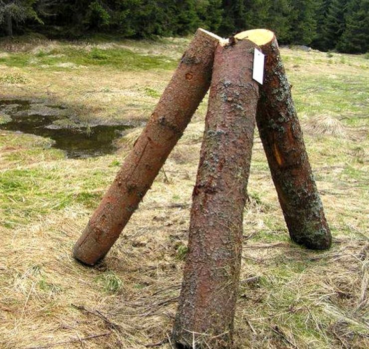 zobrazit detail snímku: Dřevo napuštěné jedy na Šumavě
