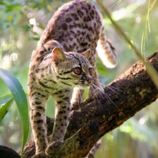 Ocelot velký
