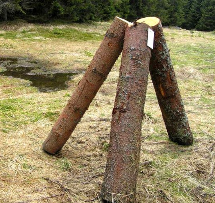 zobrazit detail snímku: Dřevo napuštěné jedy na Šumavě