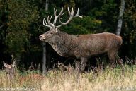 Jelen evropský - Cervus elaphus: Největší spárkatá zvěř žijící u nás.