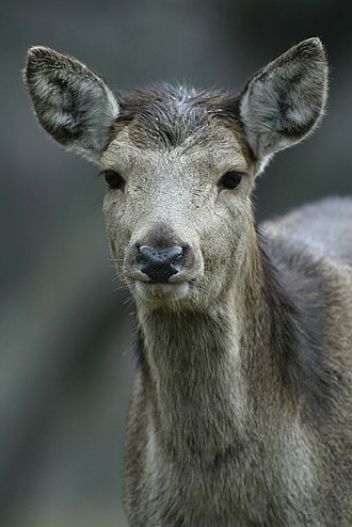Laň - klikněte pro zobrazení detailu