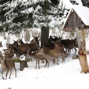 Proč v Krkonoších jeleny zavírají do obor a zakazují vstup lidem?