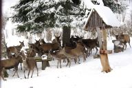 Proč v Krkonoších jeleny zavírají do obor a zakazují vstup lidem?: S příchodem prvního sněhu a mrazivého počasí Správa…