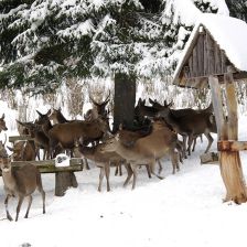 Proč v Krkonoších jeleny zavírají do obor a zakazují vstup lidem?