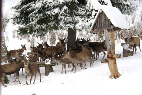 Proč v Krkonoších jeleny zavírají do obor a zakazují vstup lidem?