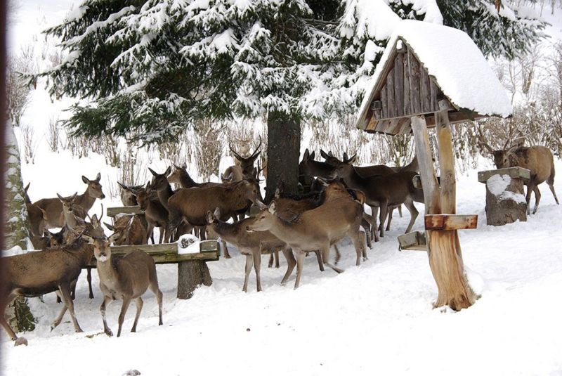 Jeleni v oboře - klikněte pro zobrazení detailu