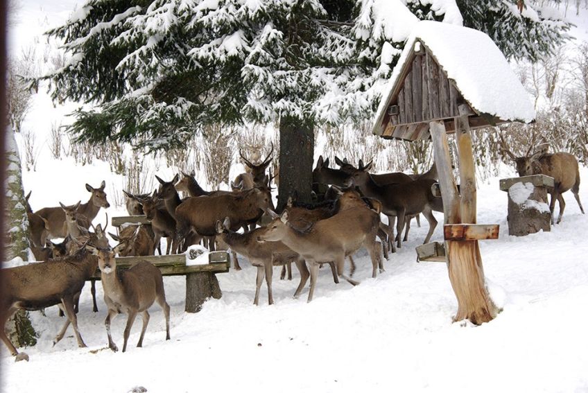 Proč v Krkonoších jeleny zavírají do obor a zakazují vstup lidem?: S příchodem prvního sněhu a mrazivého počasí Správa…