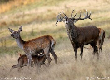 Jelení rodinka - klikněte pro zobrazení detailu