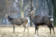 Jelen sika - Cervus nippon nippon: Psal jsem už v článku o hrdličce zahradní jako…