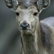 Laň