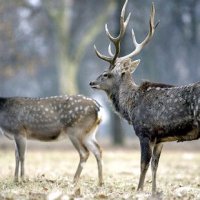 Jelen sika - klikněte pro zobrazení detailu