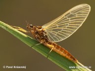 Jepice - Ephemeroptera: Kdo by neznal miniaturní okřídlenou skupinu hmyzu…